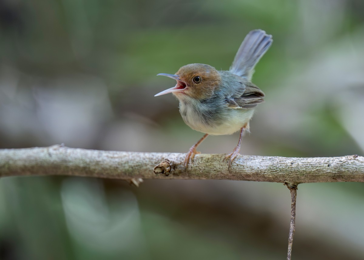 Rostwangen-Schneidervogel - ML620562574