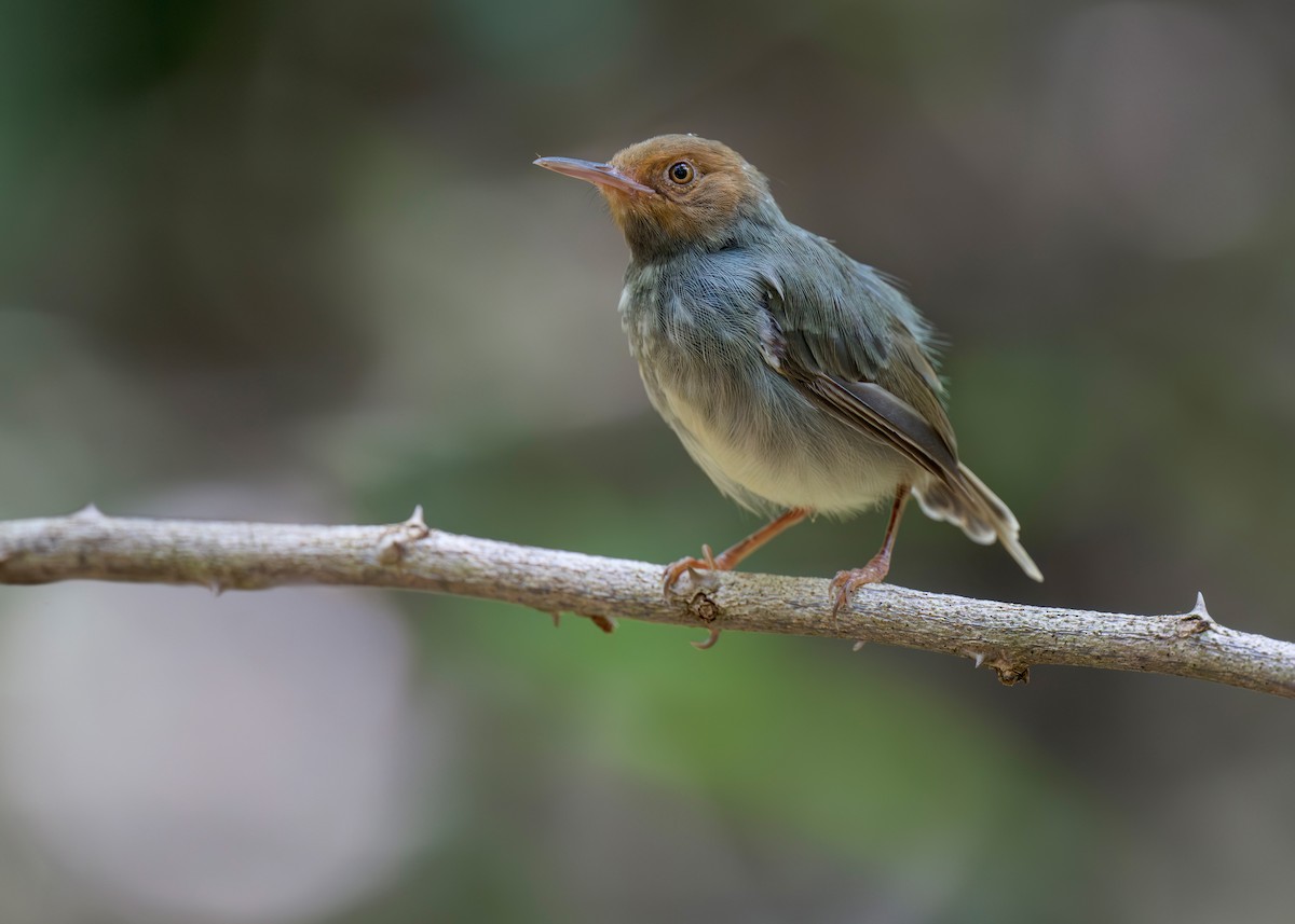 Rostwangen-Schneidervogel - ML620562575