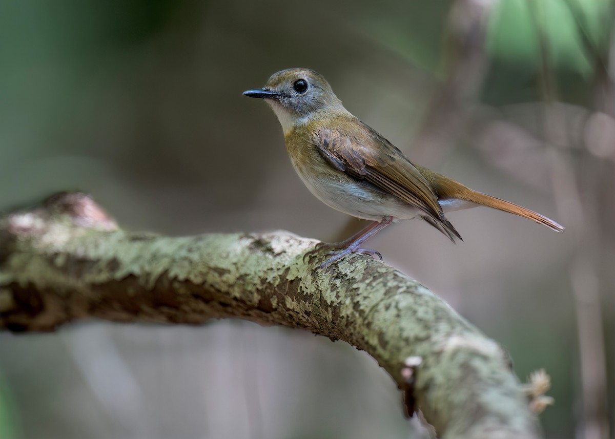 Fulvous-chested Jungle Flycatcher - ML620562576