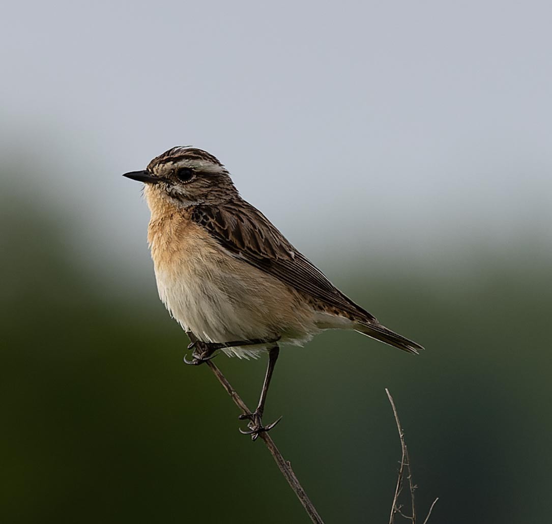 Whinchat - ML620562578