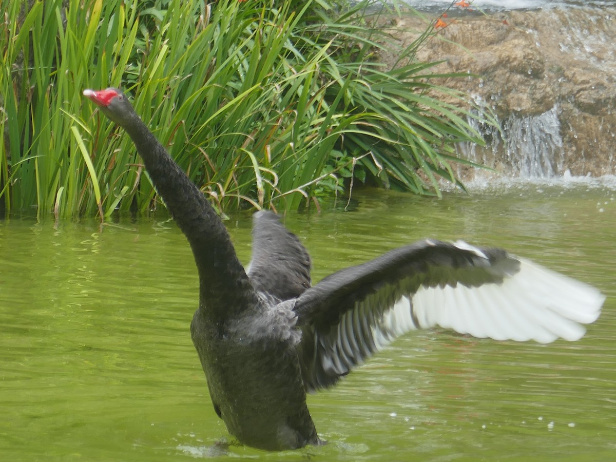 Black Swan - ML620562579