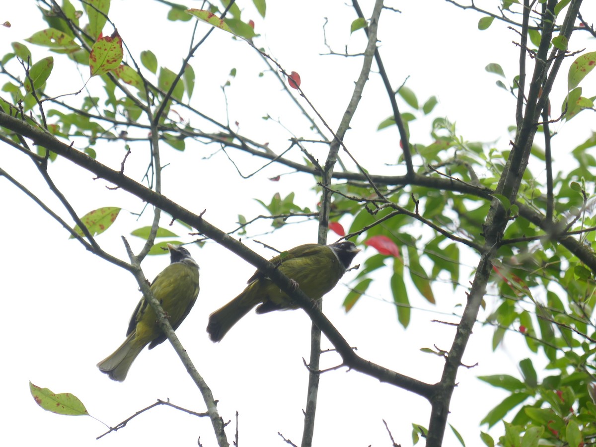 Collared Finchbill - ML620562582