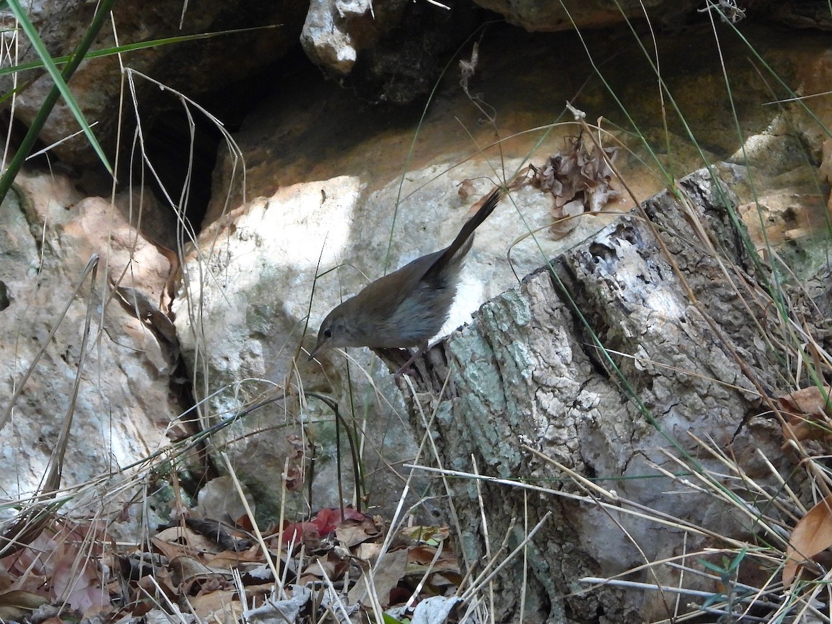 Cetti's Warbler - ML620562585