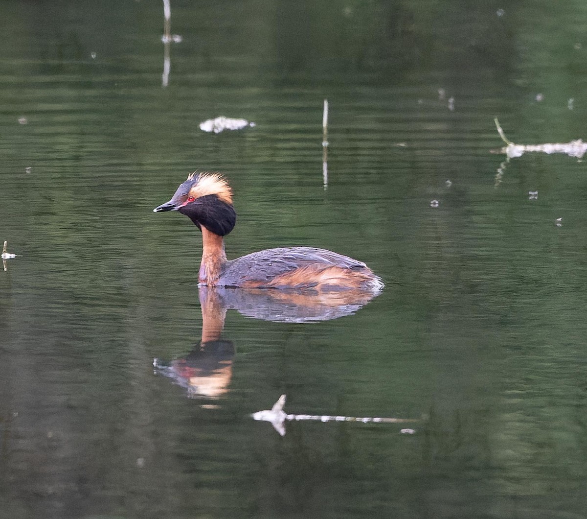 Horned Grebe - ML620562586