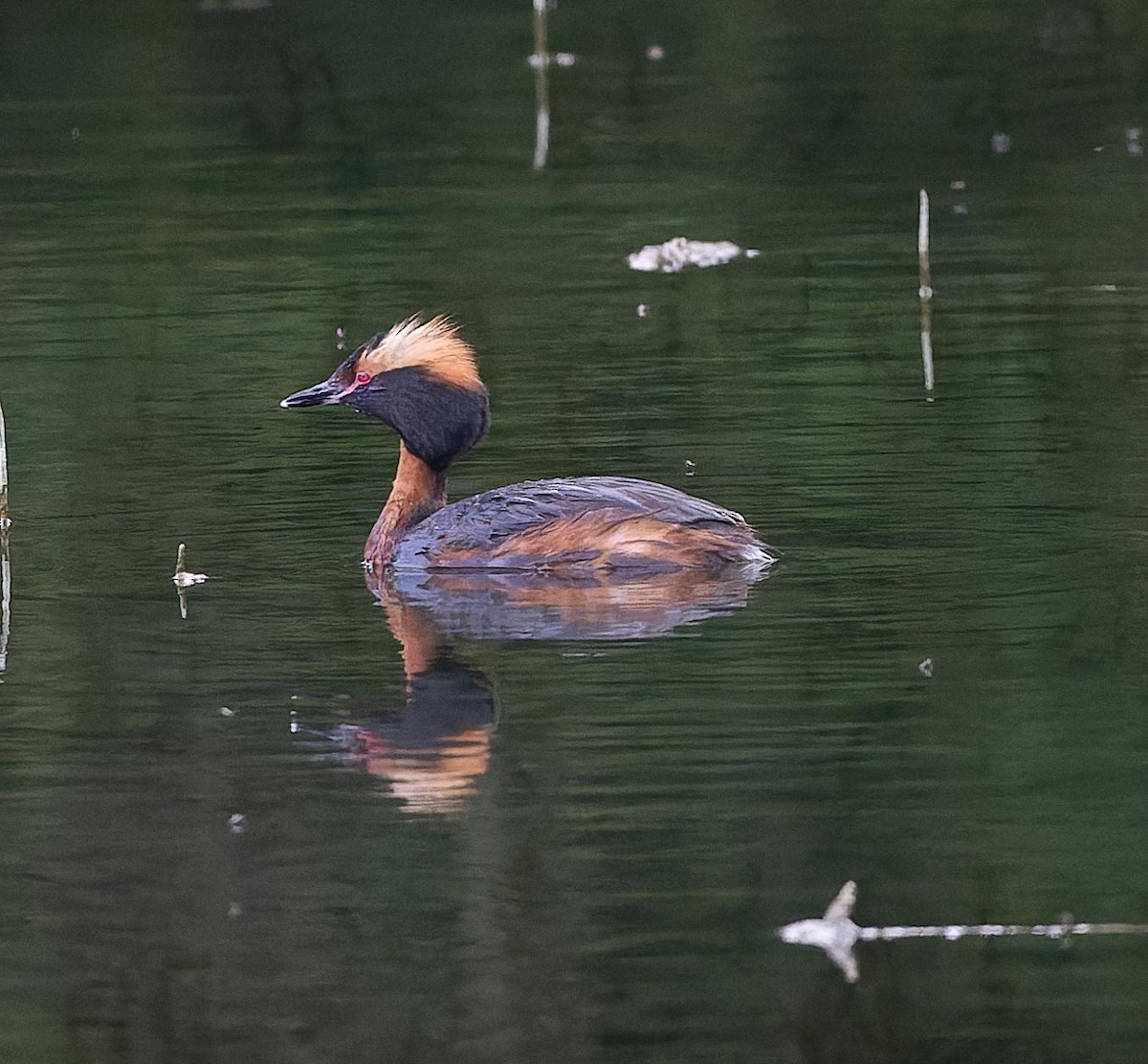 Horned Grebe - ML620562587