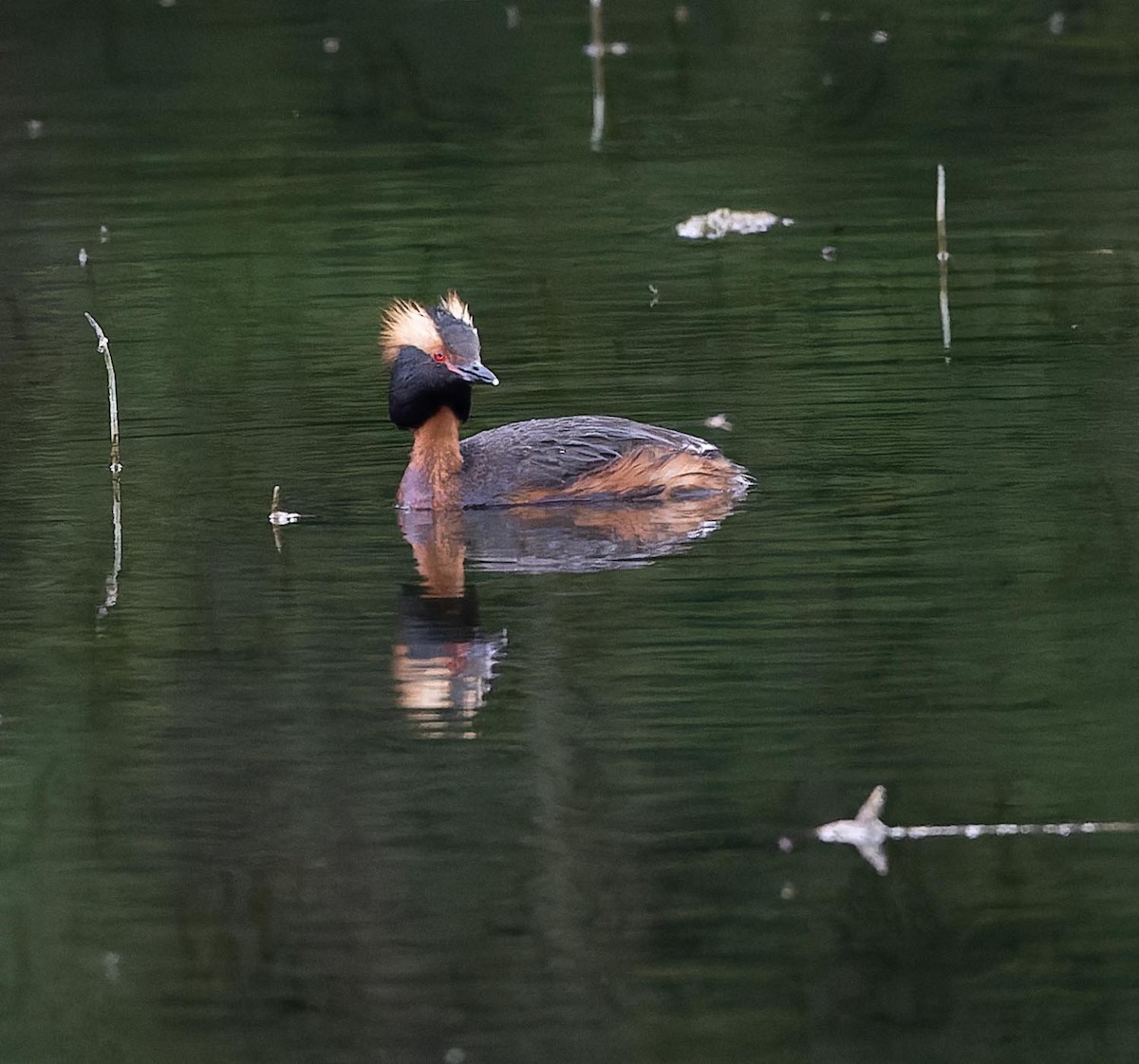 Horned Grebe - ML620562588