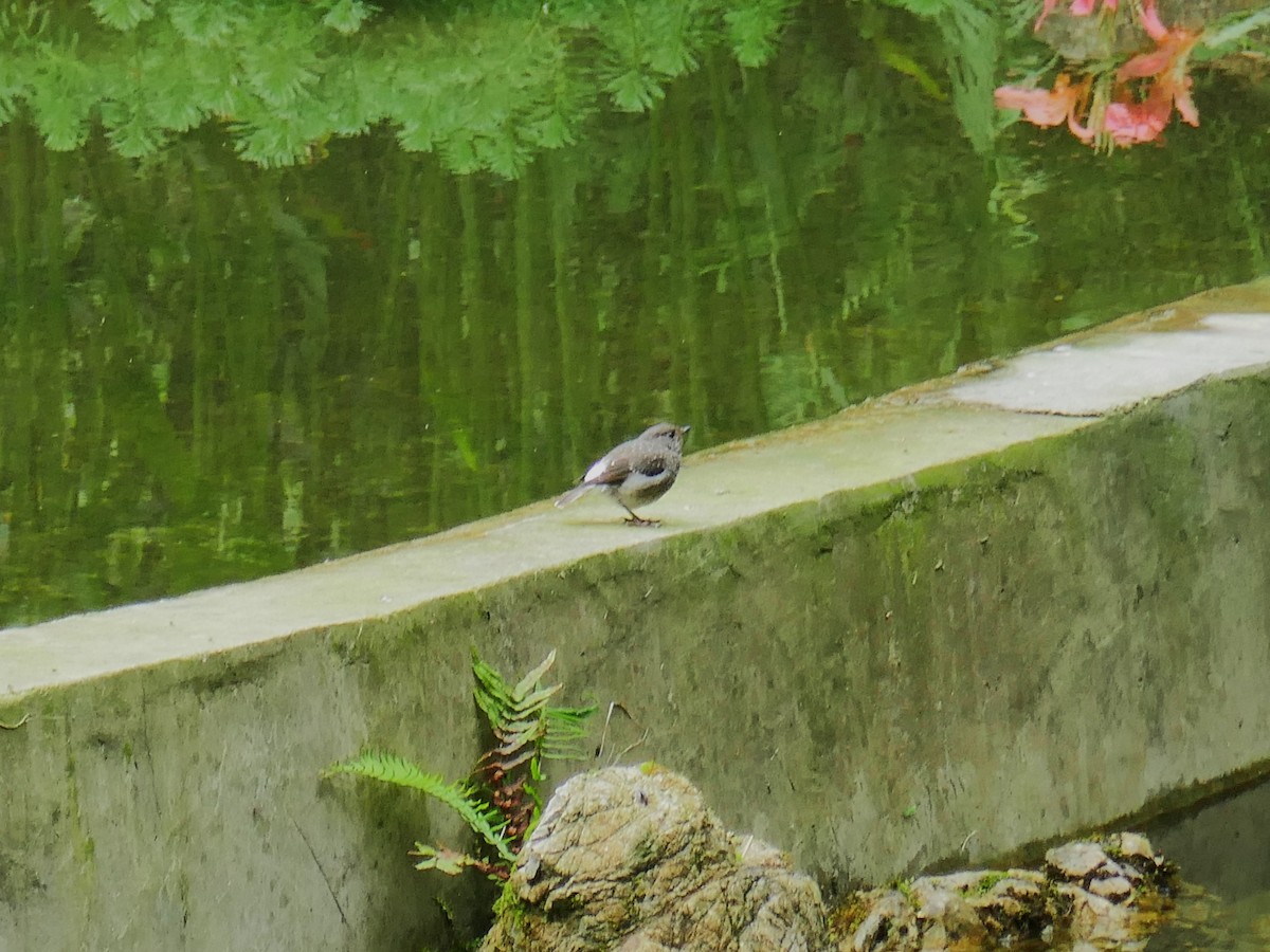 Plumbeous Redstart - ML620562589