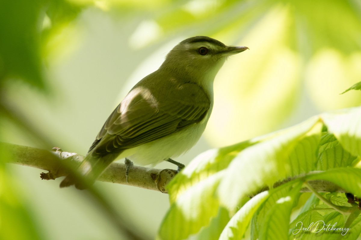 Red-eyed Vireo - ML620562590