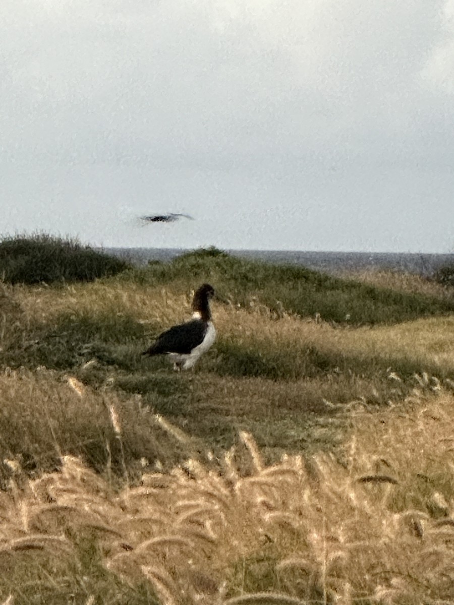 Brown Booby - ML620562591