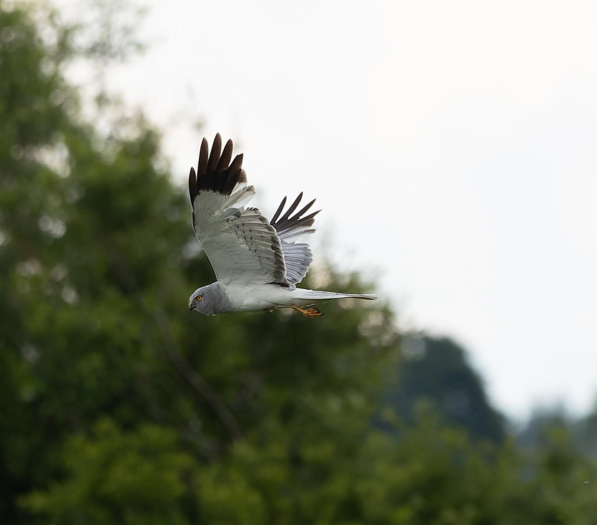 Hen Harrier - ML620562595