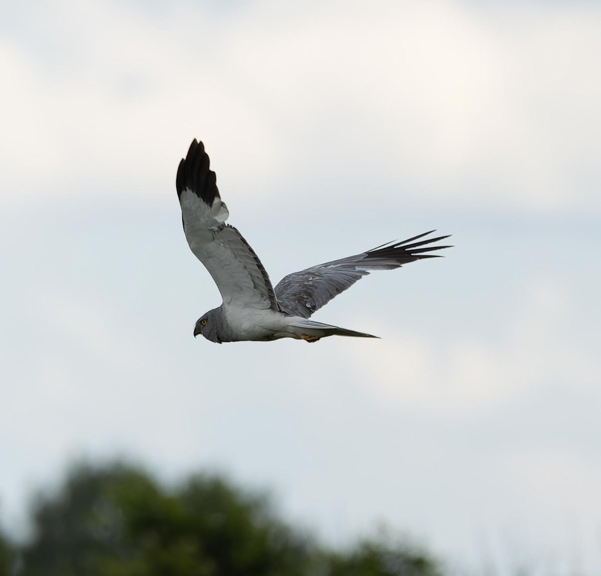 Hen Harrier - ML620562596