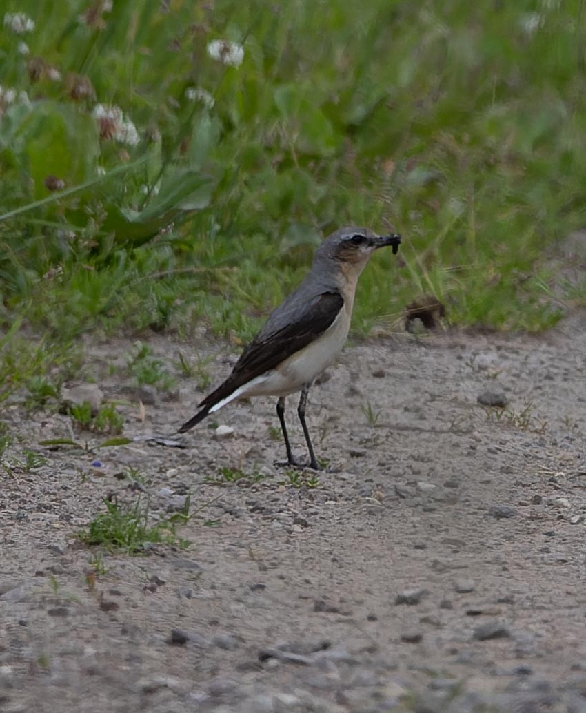 Northern Wheatear - Sergey Krasnoperov