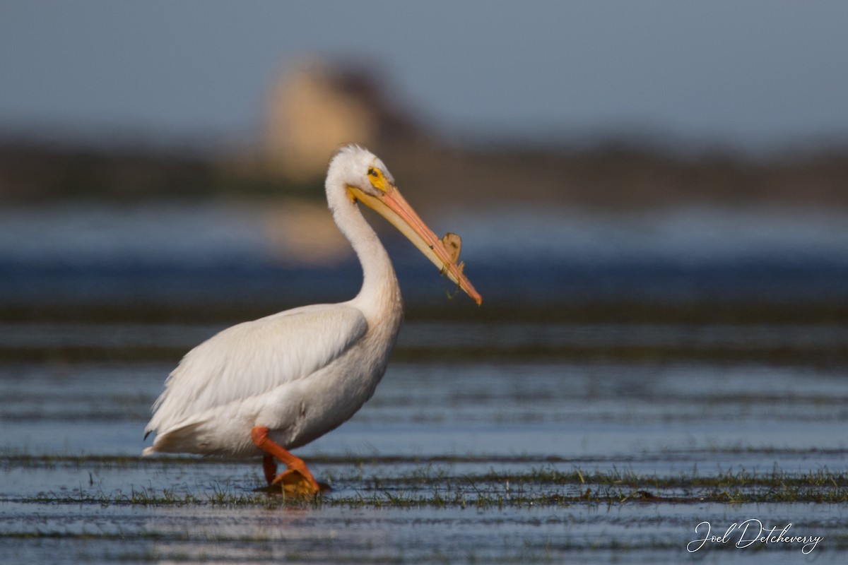 American White Pelican - ML620562605