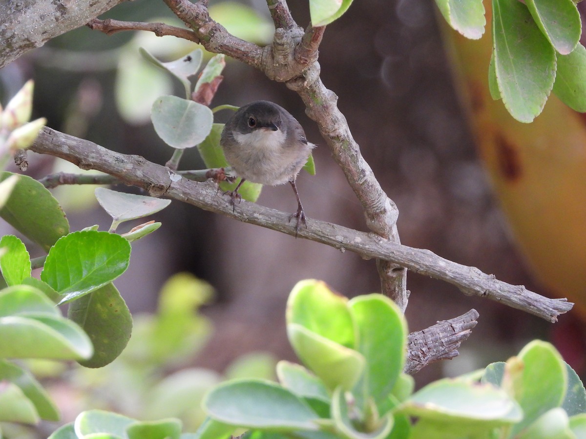 Sardinian Warbler - ML620562607