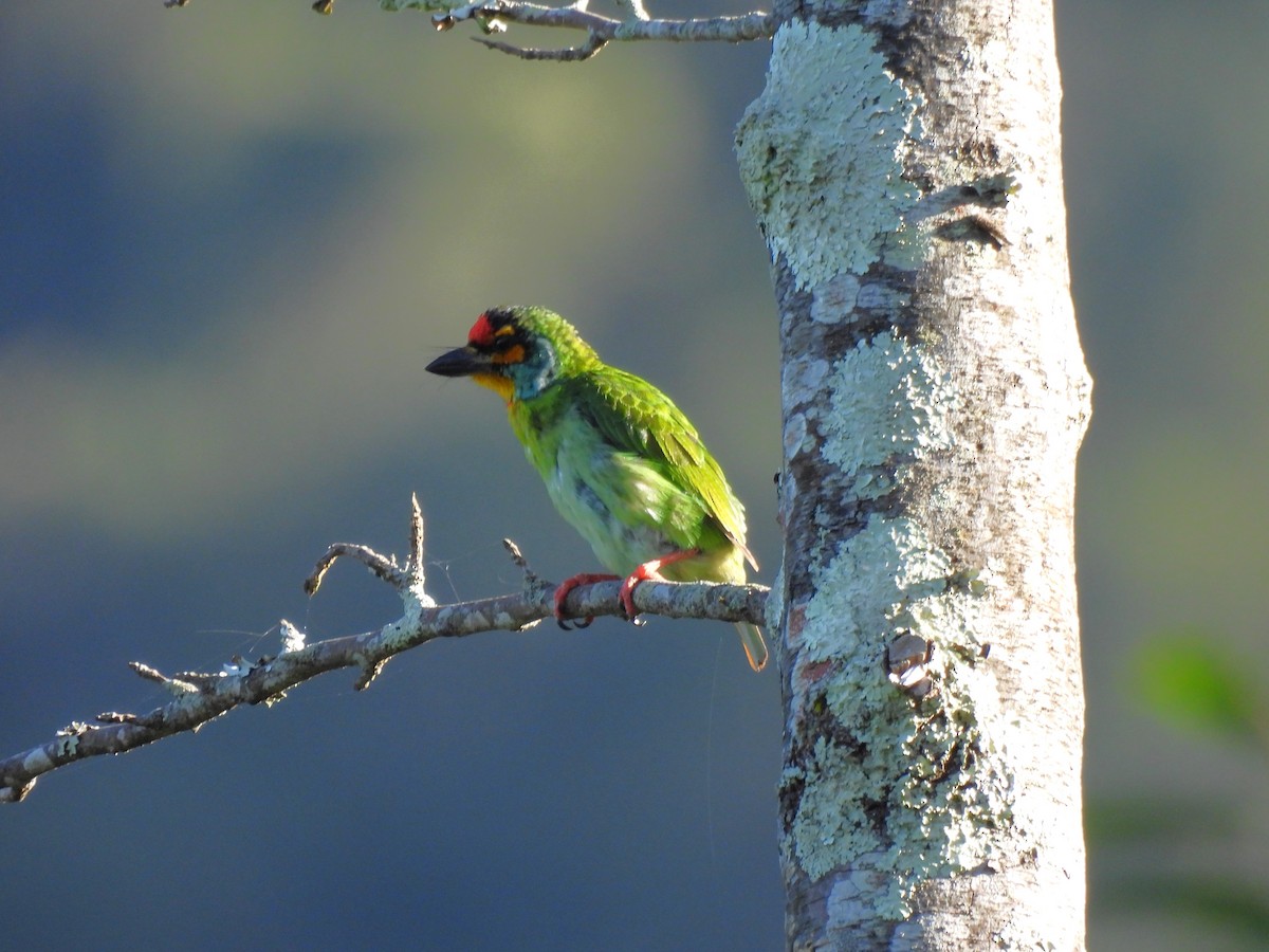 Crimson-fronted Barbet - ML620562609