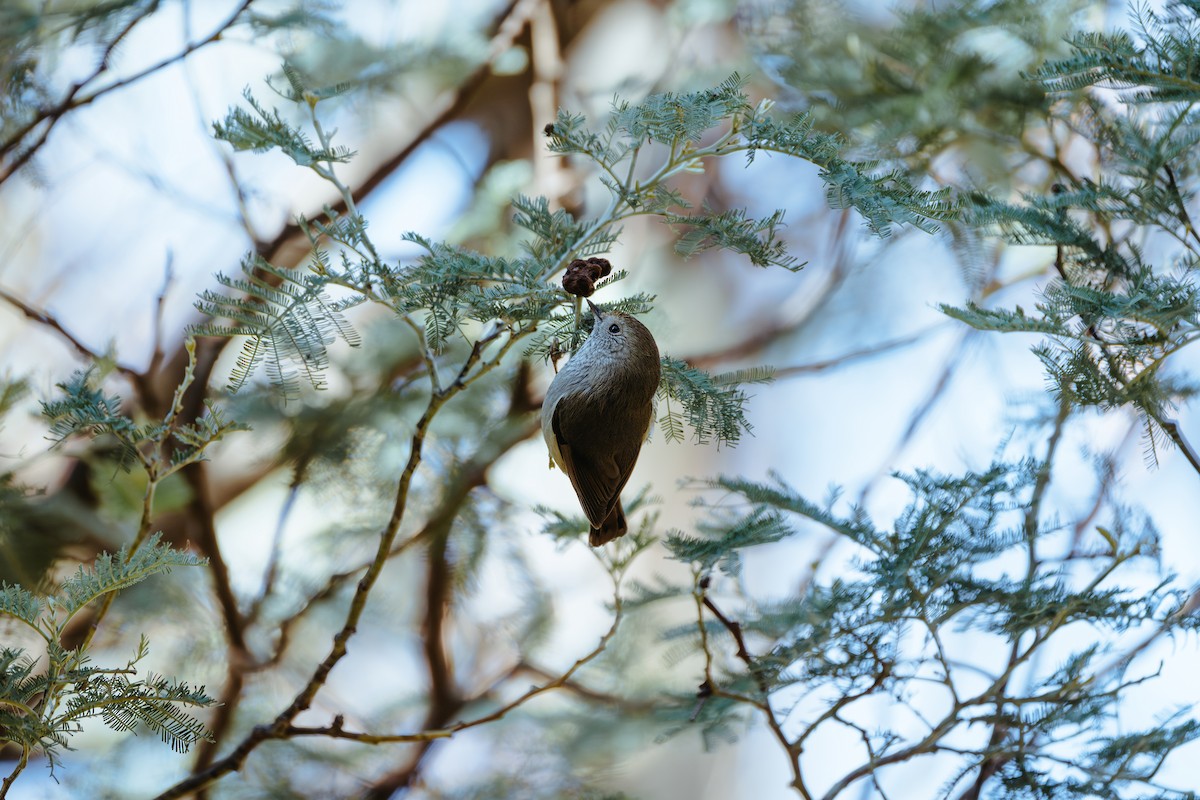 Tasmanian/Brown Thornbill - ML620562610