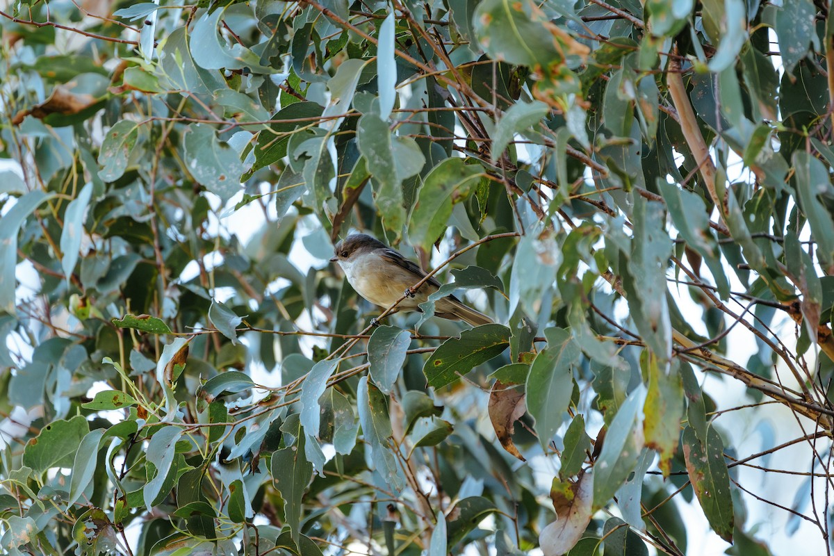 Golden Whistler - ML620562611