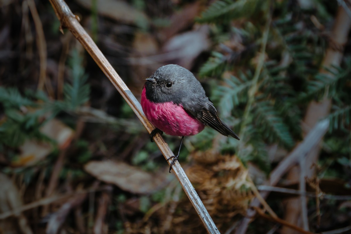 Pink Robin - ML620562614