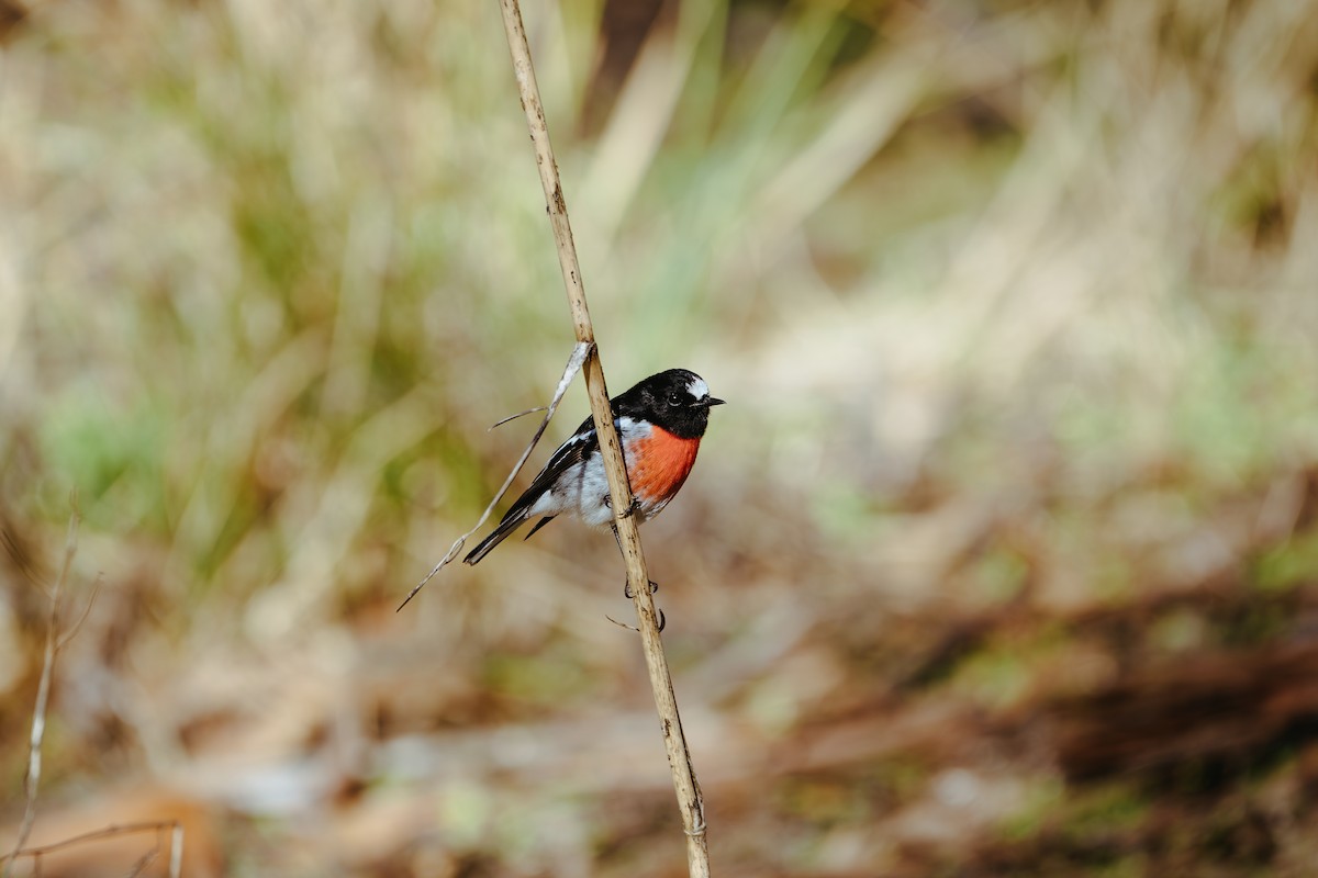 Scarlet Robin - ML620562615