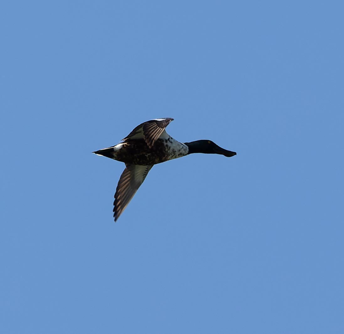 Northern Shoveler - ML620562616