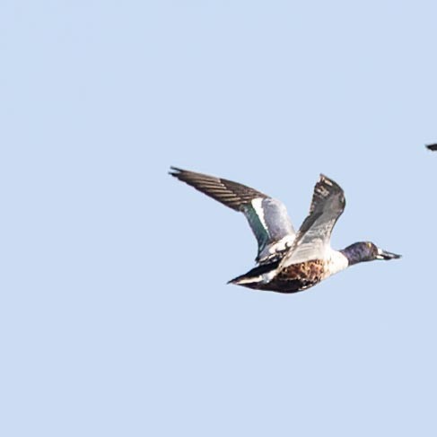 Northern Shoveler - ML620562617