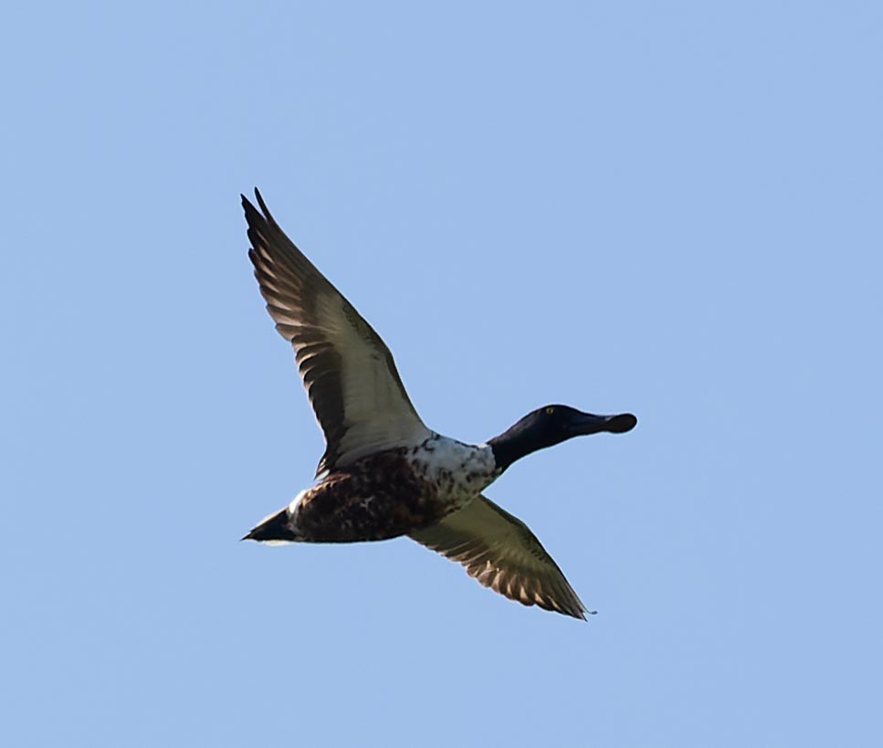 Northern Shoveler - ML620562618