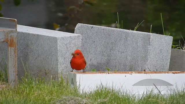 Summer Tanager - ML620562619