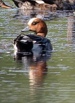 Eurasian Wigeon - ML620562622