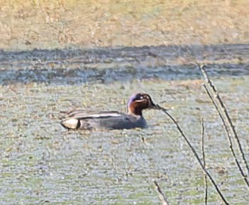 Green-winged Teal - ML620562623