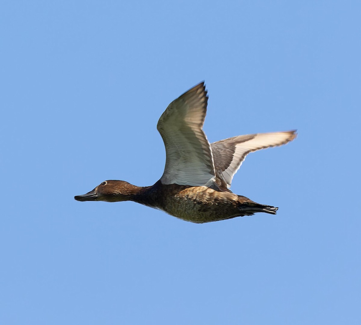 Common Pochard - Sergey Krasnoperov