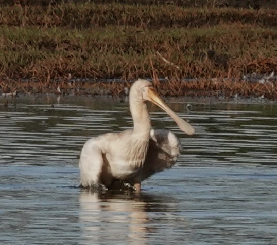 Yellow-billed Spoonbill - ML620562627