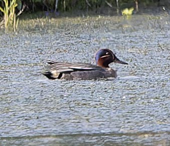 Green-winged Teal - ML620562629