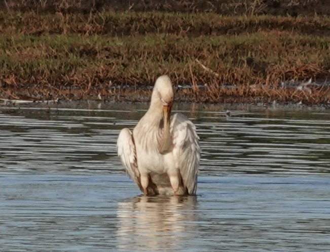 Yellow-billed Spoonbill - ML620562630