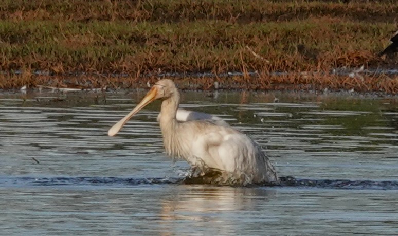 Yellow-billed Spoonbill - Frank Burch