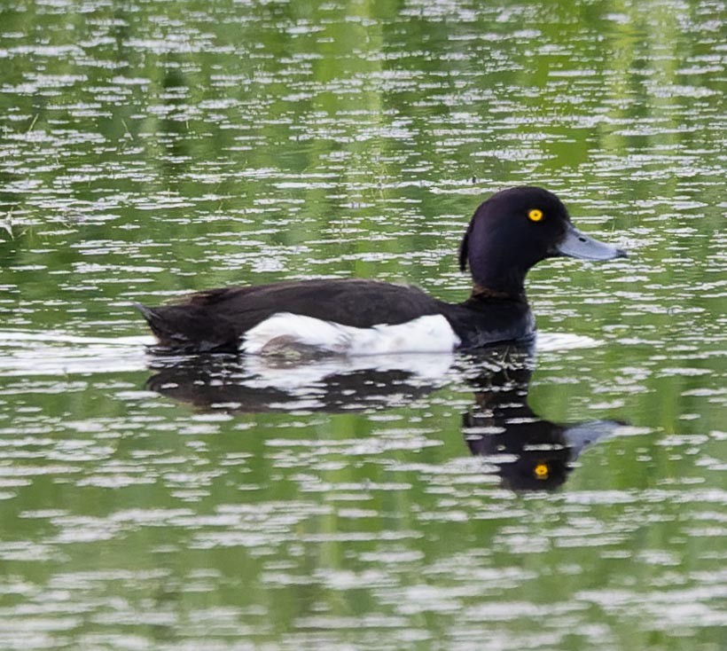 Tufted Duck - ML620562633