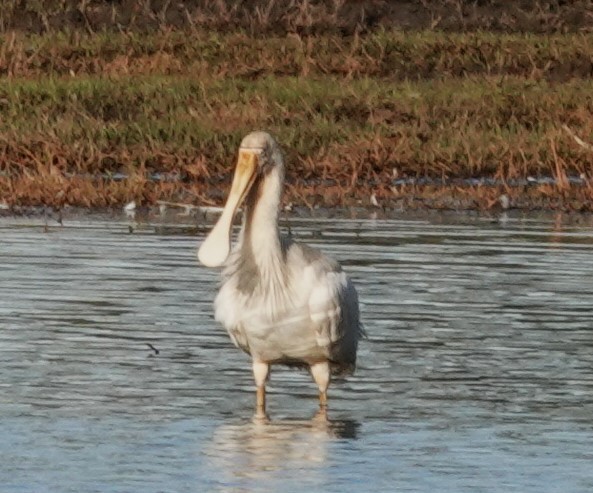 Yellow-billed Spoonbill - ML620562634