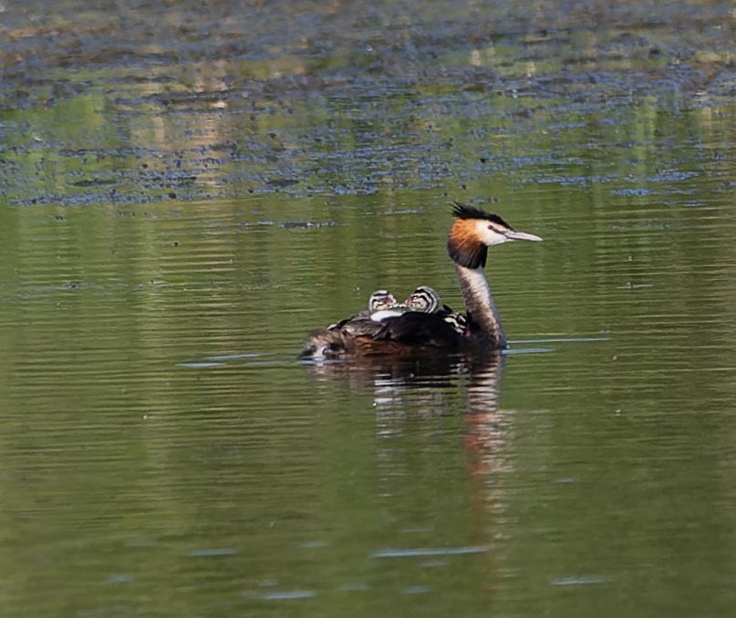 Great Crested Grebe - ML620562637