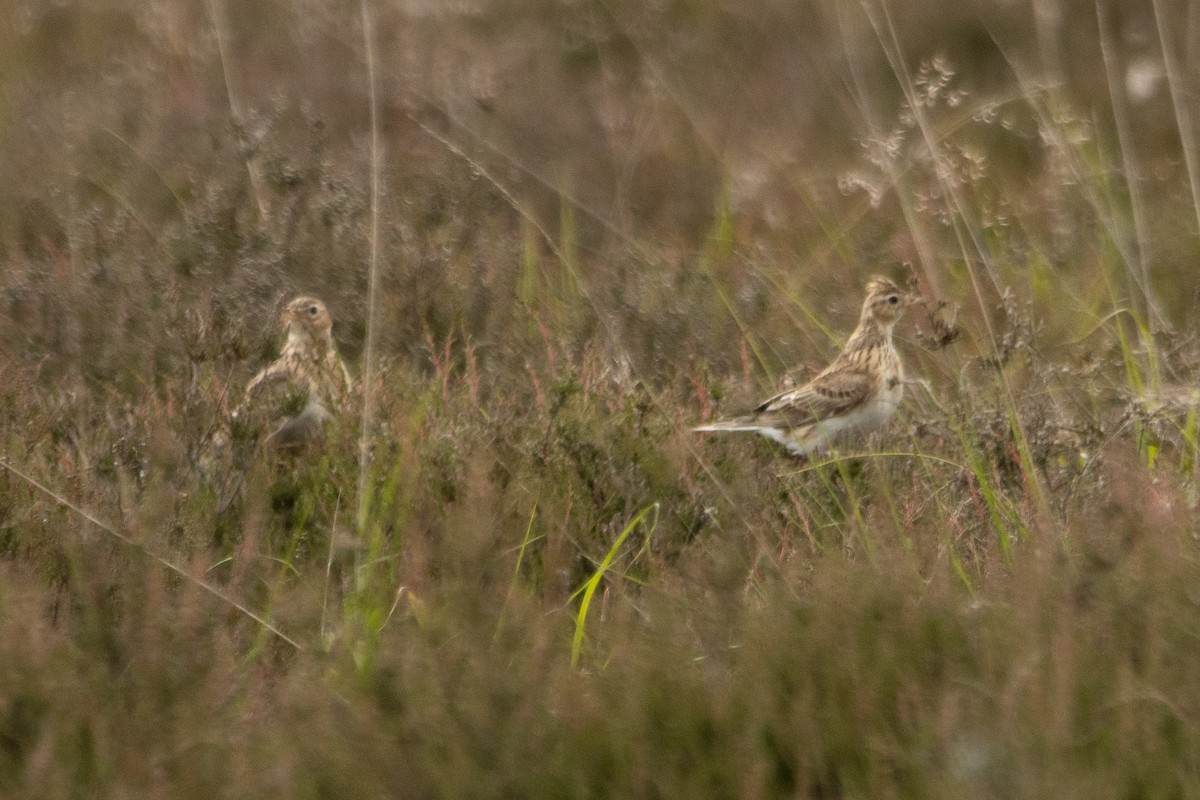 Eurasian Skylark - ML620562638