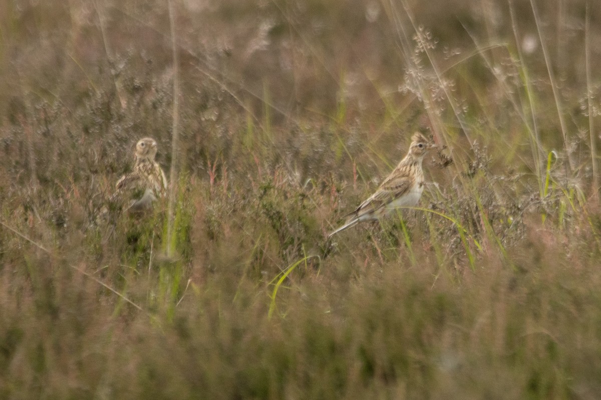 Eurasian Skylark - ML620562640