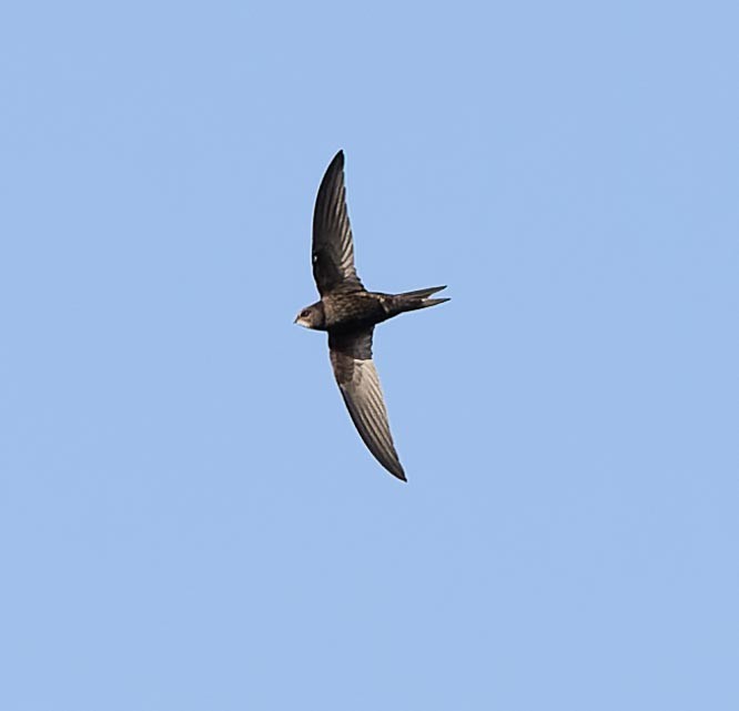 Common Swift - ML620562645