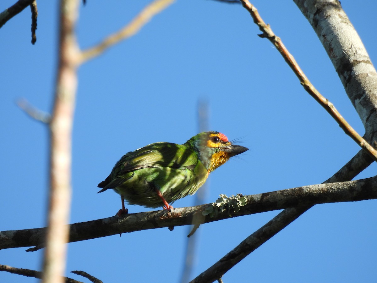 Crimson-fronted Barbet - ML620562646