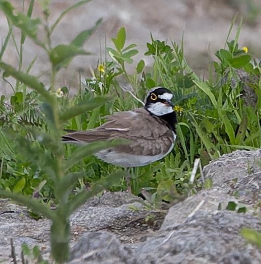 Little Ringed Plover - ML620562647