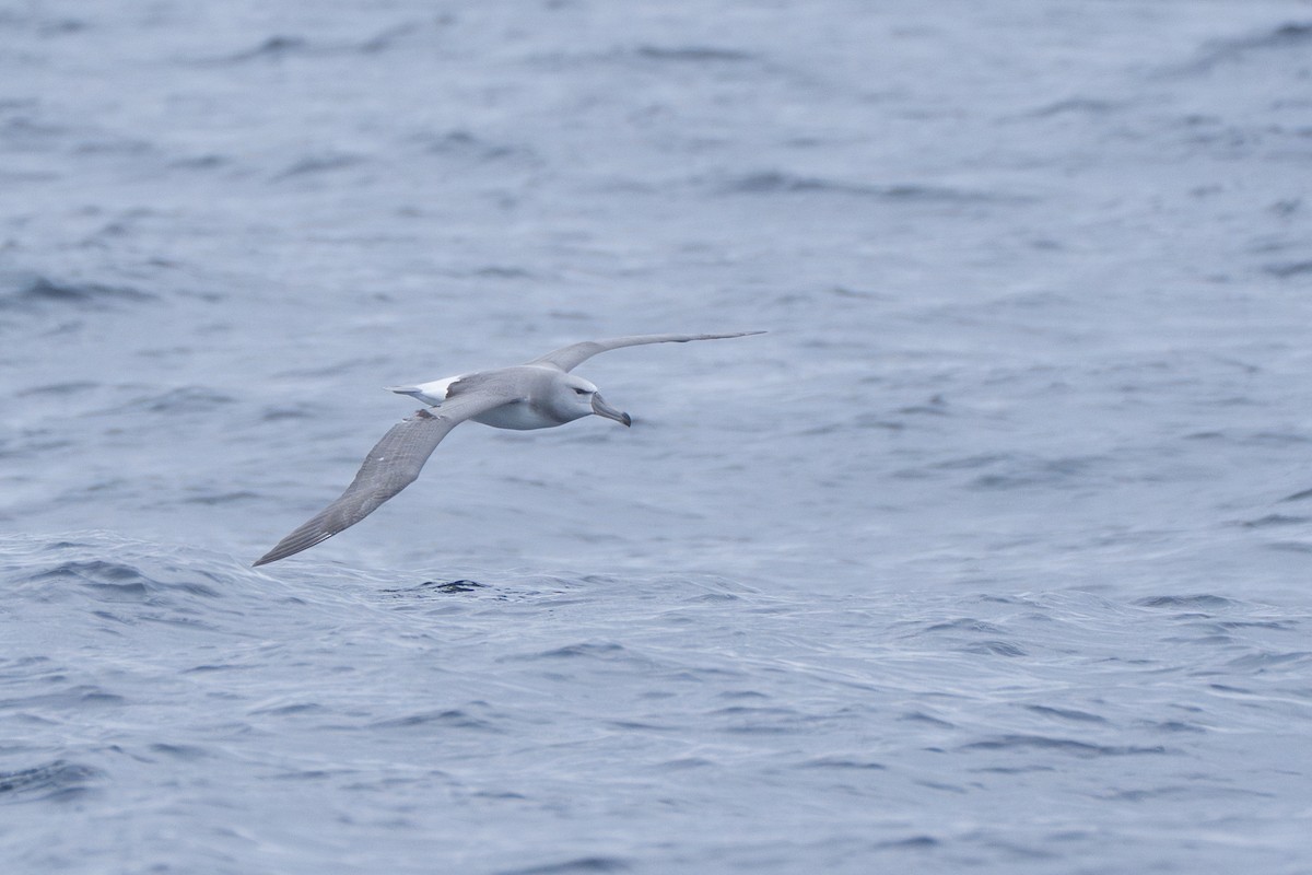 White-capped Albatross - ML620562648