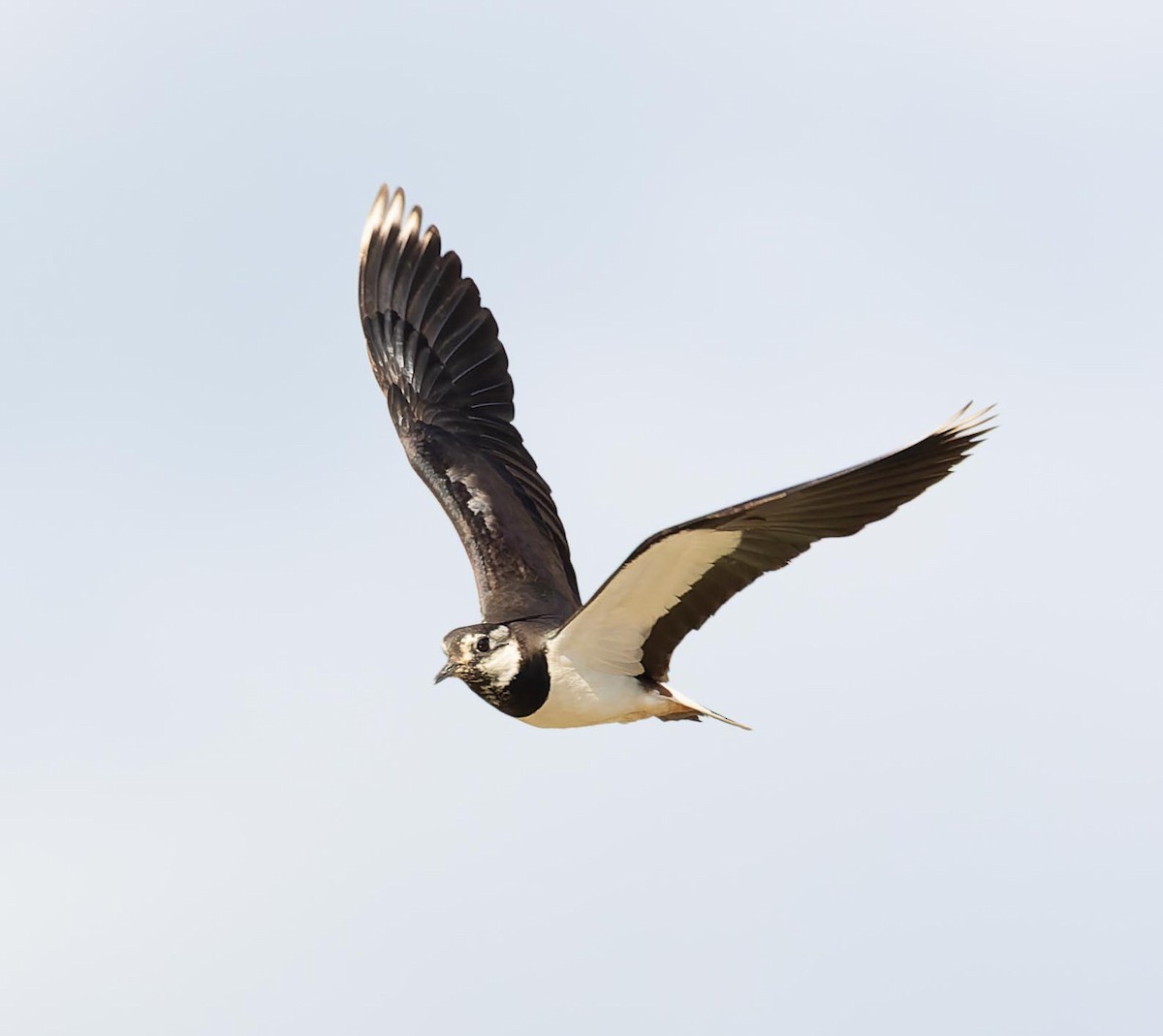 Northern Lapwing - ML620562649