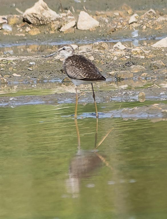 Wood Sandpiper - ML620562651