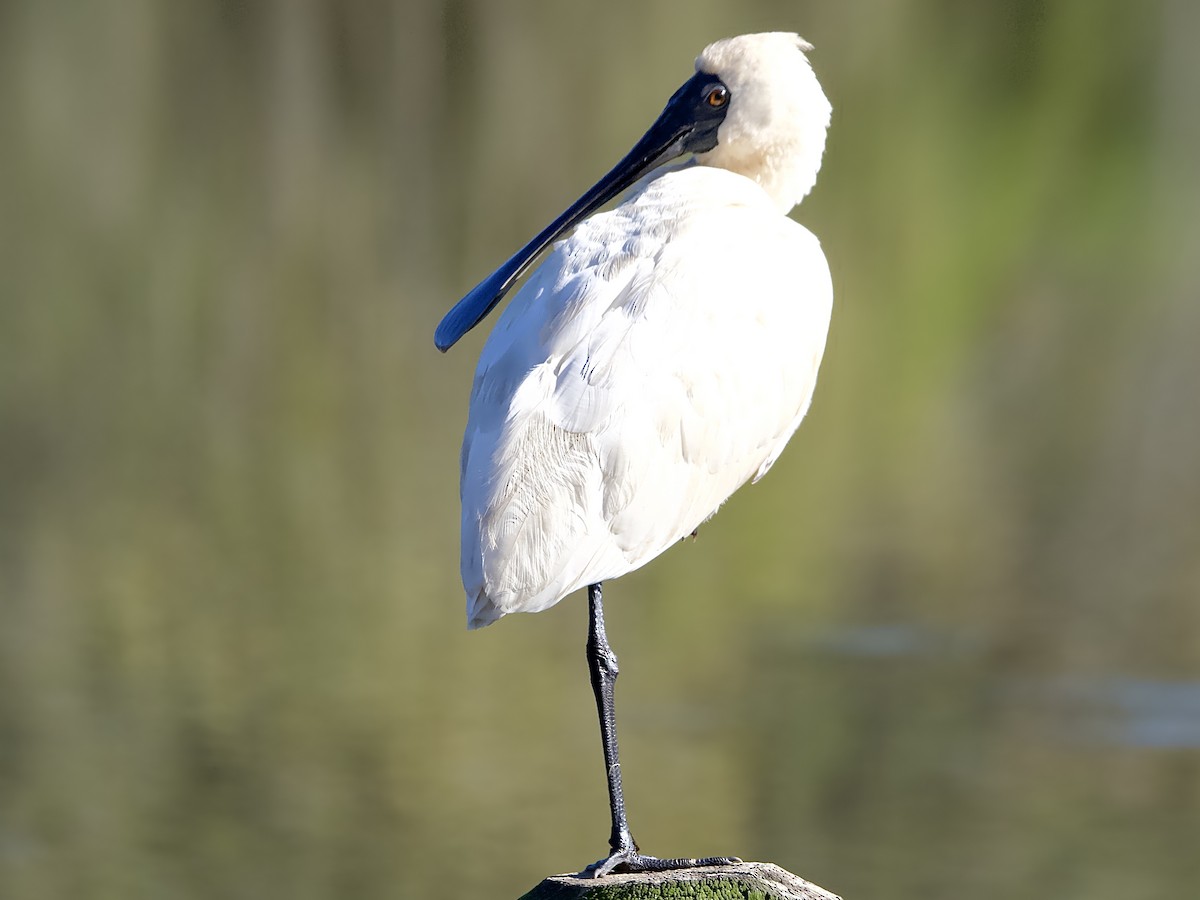 Royal Spoonbill - ML620562654