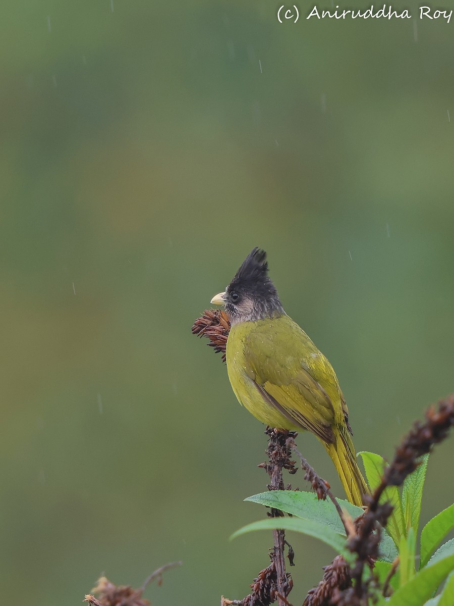 Bulbul à gros bec - ML620562655