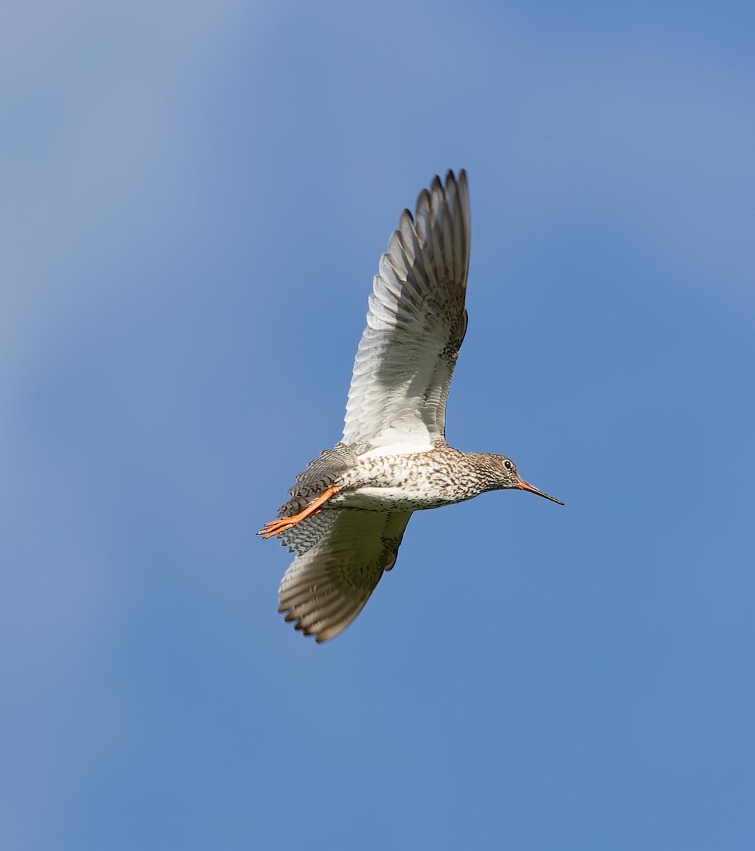 Common Redshank - ML620562657