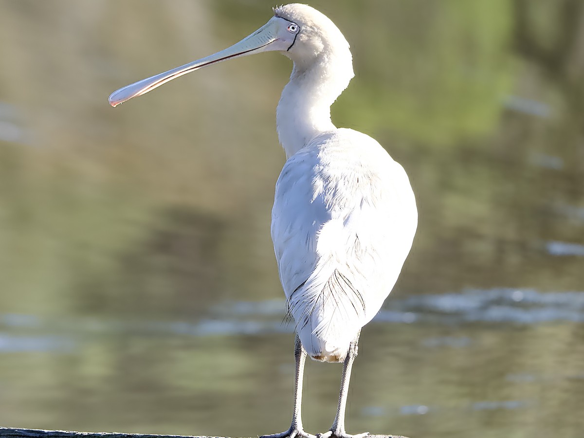 Yellow-billed Spoonbill - ML620562660