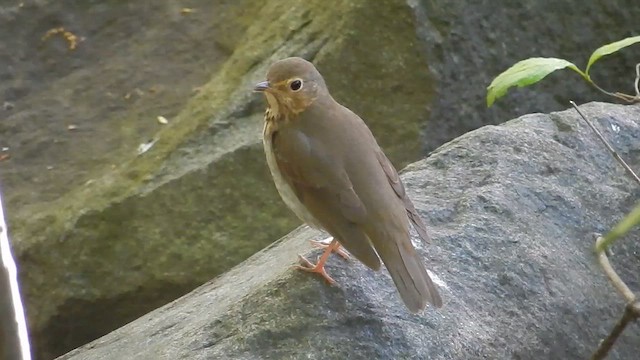 Swainson's Thrush - ML620562663